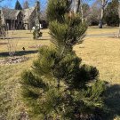 Pinus Heldreichii Malinki Bosnian Pine Live Plant 6 Inch Tall 1 Year Graft