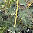 Acer Palmatum Ji Jiao Japanese Maple Live Plant 12 Inch Tall 1 Year Graft