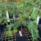 Metasequoia Glyptostroboides Daweswood Tawny Fleece Dawn Redwood Tree 8 Inch Tall 1 Year Graft