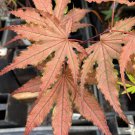 Acer Palmatum Purple Ghost Japanese Maple Live Plant 12 Inch Tall 1 Year Graft