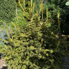 Picea Abies Gold Dust Norway Spruce 4 Inch Pot Live Plant
