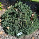Picea Glauca Echiniformis Dwarf White Spruce 4 Inch Pot Live Plant