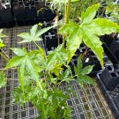 Acer Palmatum Kashima Japanese Maple Live Plant 12 Inch Tall 1 Year Graft