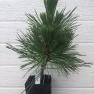 Pinus Thunbergii Thunderhead Live Plant 8 Inch Tall 1 Year Graft