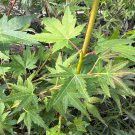 Acer Palmatum Tobiosho Japanese Maple Live Plant 10 Inch Tall 1 Year Graft