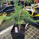 Larix Decidua Cherry Valley European Larch 6 Inch Tall 1 Year Graft