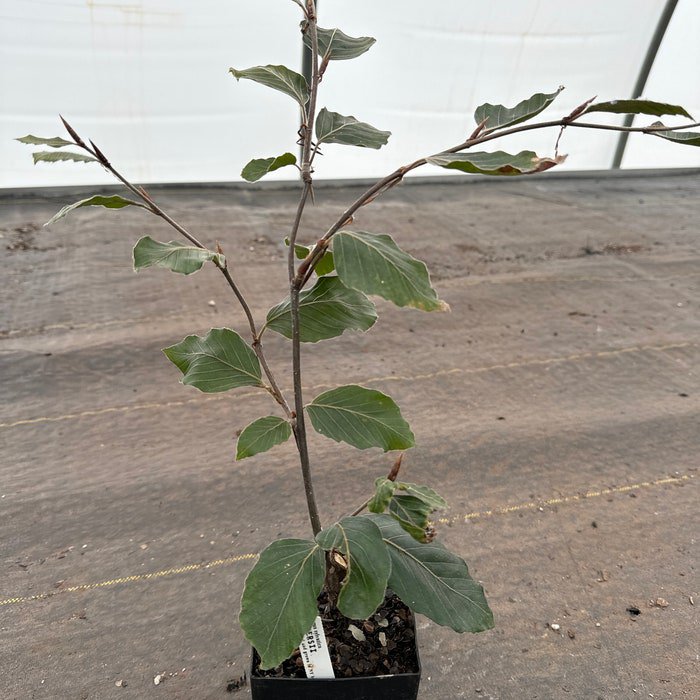 Fagus Sylvatica Riversii European Beech Live Plant 10 Inch Tall 1 Year Graft