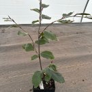 Fagus Sylvatica Riversii European Beech Live Plant 10 Inch Tall 1 Year Graft