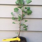 Ginkgo Biloba Lakeview Ginkgo Tree Live Plant 8 Inch Tall Own Root