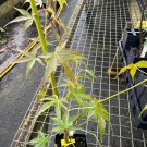 Acer Palmatum Ueno Yama Japanese Maple Live Plant 18 Inch Tall 1 Year Graft