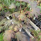 Acer Palmatum Yasemin Japanese Maple Live Plant 8 Inch Tall 1 Year Graft