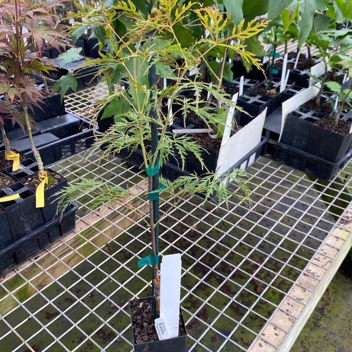 Acer Palmatum Baldsmith Japanese Maple Live Plant 12 Inch Tall 1 Year Graft