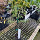 Acer Palmatum Baldsmith Japanese Maple Live Plant 12 Inch Tall 1 Year Graft