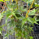 Acer Palmatum Hino Tori Nishiki Japanese Maple Live Plant 18 Inch Tall 1 Year Graft