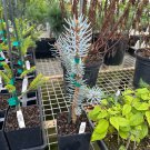 Picea Pungens C Blue Live Plant 12 Inch Tall 1 Year Graft