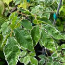 Zelkova Serrata Goshiki Live Plant 12 Inch Tall 1 Year Graft
