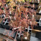 Acer Palmatum Pung Kil Japanese Maple Live Plant 12 Inch Tall 1 Year Graft