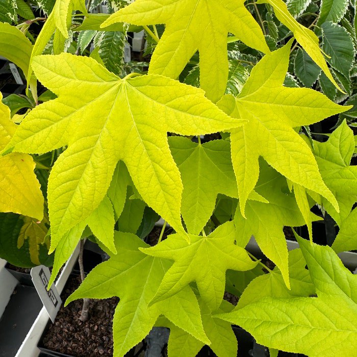 Liquidambar Styraciflua Naree Sweet Gum Tree Live Plant 12 Inch Tall 1 Year Graft
