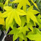 Liquidambar Styraciflua Naree Sweet Gum Tree Live Plant 12 Inch Tall 1 Year Graft