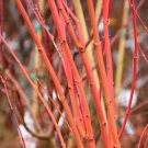 Acer Palmatum Japanese Sunrise Japanese Maple Live Plant 12 Inch Tall 1 Year Graft