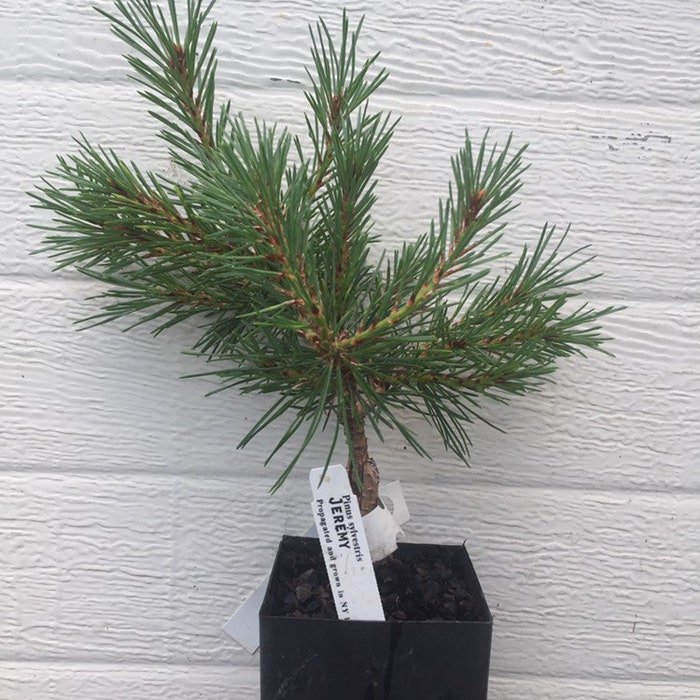 Pinus Sylvestris Jeremy Scots Pine Live Plant 6 Inch Tall 1 Year Graft