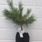 Pinus Sylvestris Jeremy Scots Pine Live Plant 6 Inch Tall 1 Year Graft