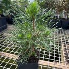 Pinus Sylvestris Green Penguin Scots Pine Live Plant 6 Inch Tall 1 Year Graft