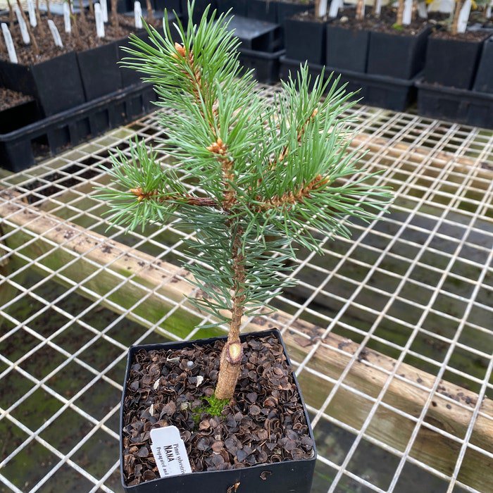 Pinus Sylvestris Nana Dwarf Scots Pine Live Plant 6 Inch Tall 1 Year Graft