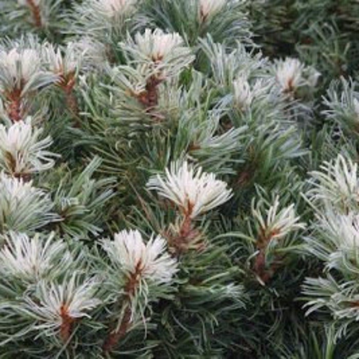 Pinus Parviflora Tanima No Yuki Live Plant 8 Inch Tall 1 Year Graft