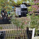 Acer Palmatum Skeeter S Broom Japanese Maple Live Plant 12 Inch Tall 1 Year Graft