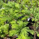 Taxodium Distichum Cody S Feathers Bald Cypress 8 Inch Tall 1 Year Graft