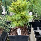 Larix Kaempferi Nana Larch 6 Inch Tall 1 Year Graft