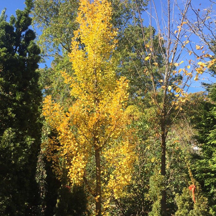 Ginkgo Biloba Blagon Columnar Male Ginkgo Tree Live Plant 8 Inch Tall Own Root Quart Pot