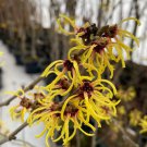 Hamamelis X Intermedia Primavera Witch Hazel Live Plant 12 Inch Tall 1 Year Graft