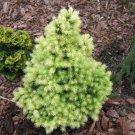 Picea Glauca Daisy White Dwarf White Spruce 4 Inch Pot Live Plant