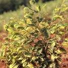 Hamamelis Virginiana Little Prospect Variegated Witch Hazel Live Plant 12 Inch Tall 1 Year Graft
