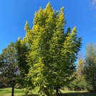 Metasequoia Glyptostroboides Ogon Dawn Redwood Tree 10 Inch Tall 1 Year Graft