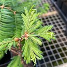 Metasequoia Glyptostroboides Schirrmann S Nordlicht Dawn Redwood Tree 10 Inch Tall 1 Year Graft