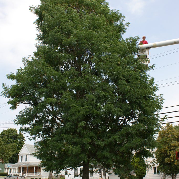 Street Keeper Honeylocust Gleditsia Triacanthos Draves 18 Inch Tall Ships Bare Root
