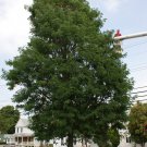 Street Keeper Honeylocust Gleditsia Triacanthos Draves 18 Inch Tall Ships Bare Root