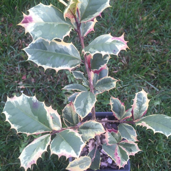 Ilex Opaca Christmas Snow Variegated American Holly Live Plant 6 Inch Tall 1 Quart Pot