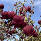 Magnolia X Black Tulip 12 Inch Tall Ships Bare Root