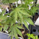 Acer Palmatum Sawa Chidori Japanese Maple Live Plant 18 Inch Tall 2 Year Graft
