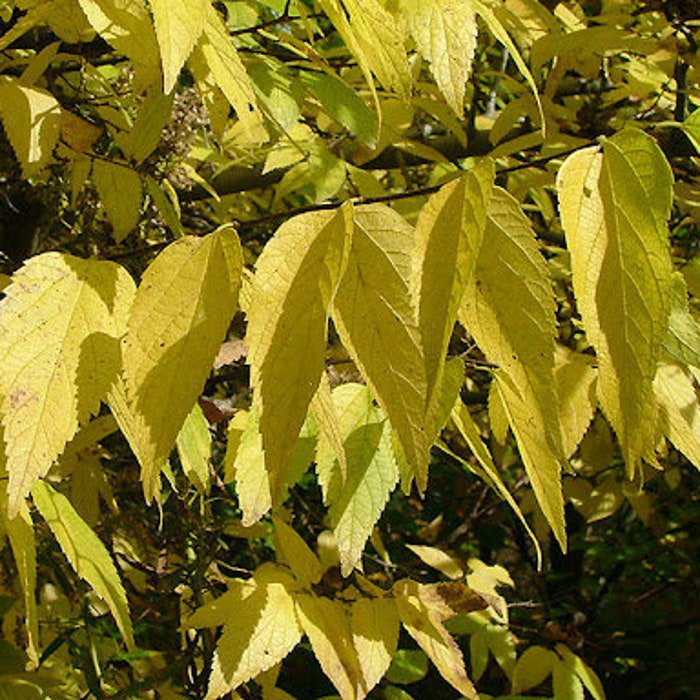 Celtis Occidentalis Ulzam Ultra Hackberry Tree 30 Inch Tall Ships Bare Root