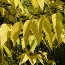 Celtis Occidentalis Ulzam Ultra Hackberry Tree 30 Inch Tall Ships Bare Root