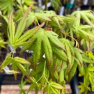 Acer Palmatum Ryu Sei Japanese Maple Live Plant 18 Inch Tall 2 Year Graft