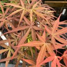Acer Palmatum Beni Otake Japanese Maple Live Plant 18 Inch Tall 2 Year Graft