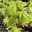 Acer Palmatum Grandma Ghost Japanese Maple Live Plant 12 Inch Tall 2 Year Graft