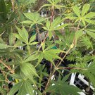 Acer Palmatum Sherwood Flame Japanese Maple Live Plant 18 Inch Tall 2 Year Graft