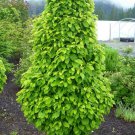 Carpinus Betulus Columnaris Nana Dwarf Columnar Hornbeam Live Plant 12 Inch Tall 1 Year Graft